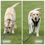 FlexControl™ – Harnais anti-traction