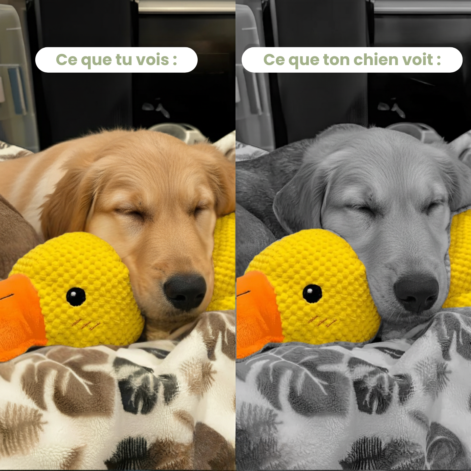 ZenDuck™ - Canard anti-stress